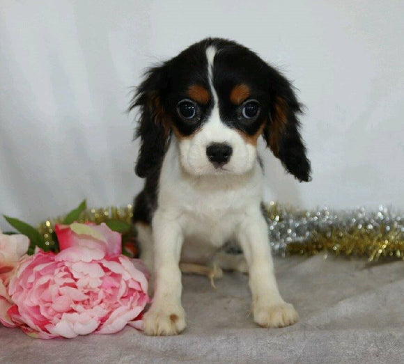 AKC Registered Cavalier King Charles Spaniel For Sale Wooster, OH Female- Eleanor