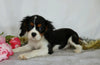 AKC Registered Cavalier King Charles Spaniel For Sale Wooster, OH Female- Eleanor
