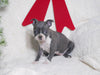 AKC Registered Boston Terrier For Sale Warsaw, OH Female- Eleanor
