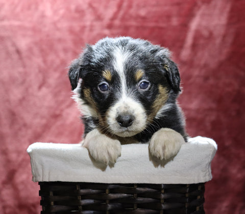 Australian Shepherd For Sale Fredericksburg, OH Female- Ellie