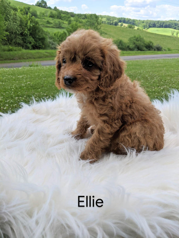 Cavapoo For Sale Dundee, OH Female- Ellie
