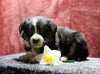 Australian Shepherd For Sale Fredericksburg, OH Female- Ellie