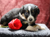 Australian Shepherd For Sale Fredericksburg, OH Female- Ellie