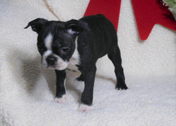 AKC Registered Boston Terrier For Sale Warsaw, OH Female- Ellie