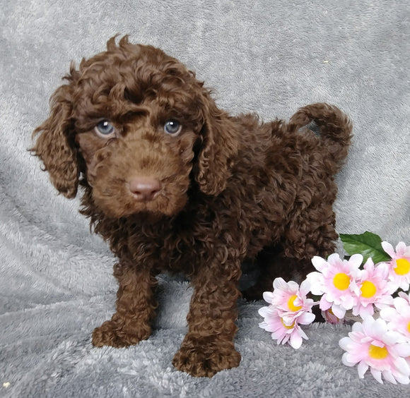 Medium F1B Labradoodle For Sale Millersburg, OH Male- Elmo