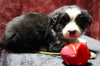 Australian Shepherd For Sale Fredericksburg, OH Male- Emerson