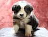 Australian Shepherd For Sale Fredericksburg, OH Male- Emerson