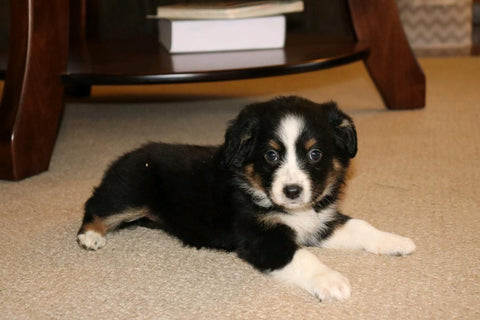 Australian Shepherd For Sale Fredericksburg, OH Male- Emerson