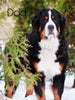 AKC Registered Bernese Mountain Dog For Sale Sugarcreek, OH Female- Noelle