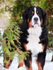 AKC Registered Bernese Mountain Dog For Sale Sugarcreek, OH Male- Ulysses