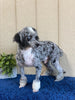F1B Mini Bernedoodle For Sale Sugarcreek, OH Male- Rudolph