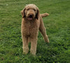 Standard Goldendoodle For Sale Sugarcreek, OH Male- Bingo