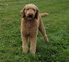 Standard Goldendoodle For Sale Sugarcreek, OH Male- Ace