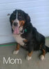 AKC Registered Bernese Mountain Dog For Sale Sugarcreek, OH Male- Rudolph