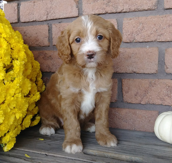 F1B Medium Labradoodle For Sale Millersburg, OH Female- Emma