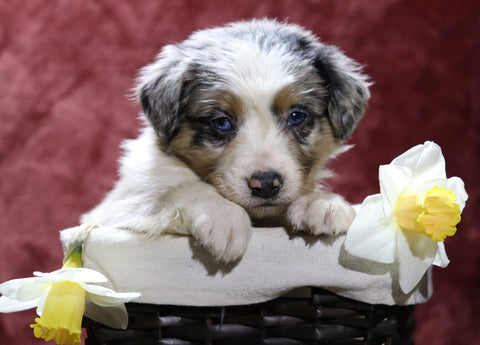 Australian Shepherd For Sale Fredericksburg, OH Male- Eric