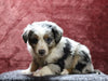 Australian Shepherd For Sale Fredericksburg, OH Male- Eric