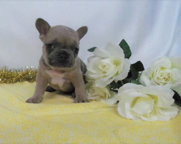 AKC Registered French Bulldog For Sale Wooster OH, Male- Erin