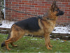 AKC Registered German Shepherd For Sale Millersburg, OH Female- Tonya