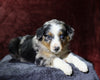 Australian Shepherd For Sale Fredericksburg, OH Male- Eskimo