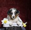 Australian Shepherd For Sale Fredericksburg, OH Male- Eskimo