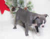 AKC Registered Boston Terrier For Sale Warsaw, OH Female- Eve