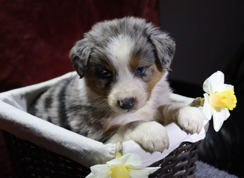 Australian Shepherd For Sale Fredericksburg, OH Male- Everest