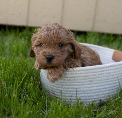 Cockapoo For Sale Fredericksburg, OH Male- Everest