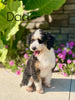 Mini Bernedoodle For Sale Sugarcreek, OH Male- Everest