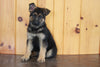 AKC Registered German Shepherd For Sale Millersburg, OH Male- Austin