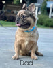 AKC Registered French Bulldog For Sale Fredericksburg, OH Female- Serena