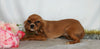 AKC Registered Cavalier King Charles Spaniel For Sale Wooster, OH Female- Faline