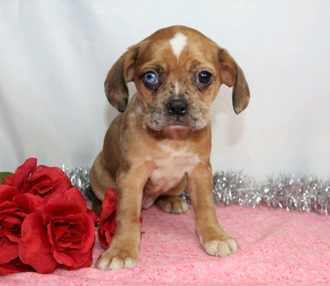 ICA Registered Frenchalier For Sale Wooster, OH Female- Fabrina