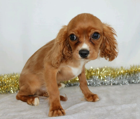 AKC Registered Cavalier King Charles Spaniel For Sale Wooster, OH Male- Farley