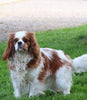AKC Registered Cavalier King Charles Spaniel For Sale Fredericksburg, OH Female- Precious