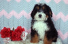 Mini Bernedoodle Puppy For Sale Mansfield, OH Male- Fluffy