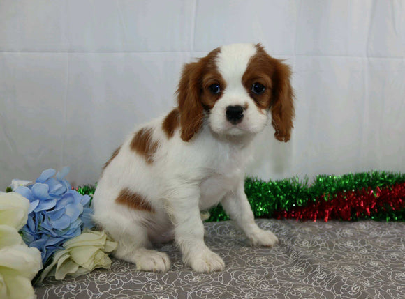 AKC Registered Cavalier King Charles Spaniel For Sale Wooster, OH Male- Ford