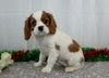 AKC Registered Cavalier King Charles Spaniel For Sale Wooster, OH Male- Ford