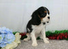 AKC Registered Cavalier King Charles Spaniel For Sale Wooster, OH Male- Frankie