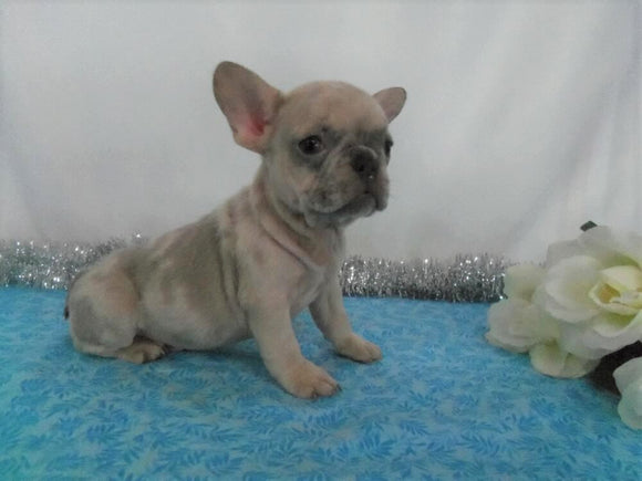 AKC Registered French Bulldog For Sale Wooster, OH Male- Frankie
