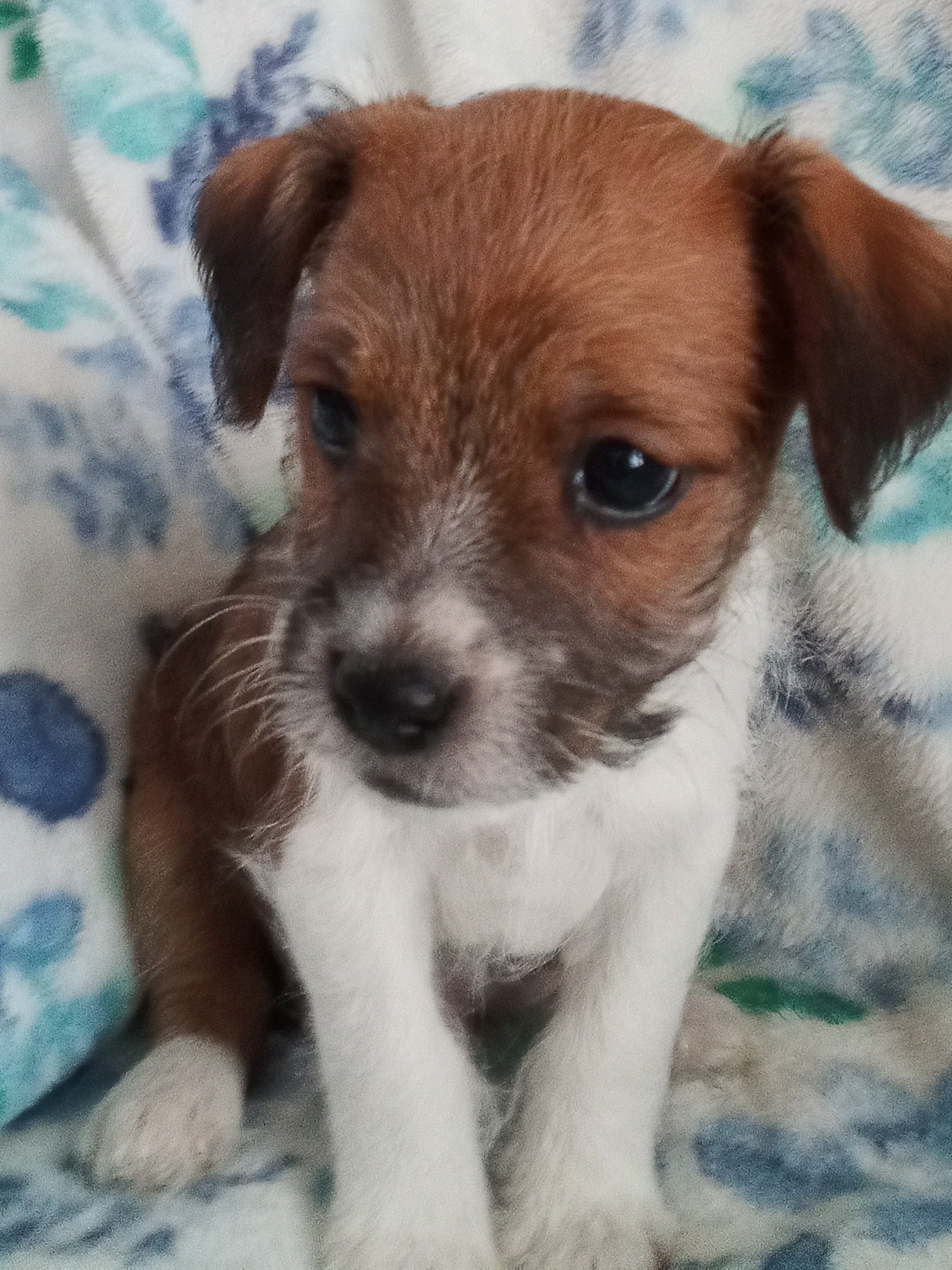 Jack-a-poo For Sale Haven, Kansas Male- Frazier – AC Puppies LLC