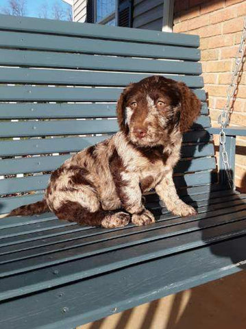 Mini Labradoodle For Sale Millersburg, OH Male- Archer