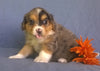 Mini Aussiedoodle For Sale Berlin, OH Male- Freckles