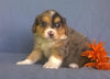Mini Aussiedoodle For Sale Berlin, OH Male- Freckles
