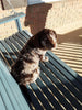 Mini Labradoodle For Sale Millersburg, OH Male- Archer