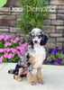 AKC Registered (Standard) Poodle For Sale Baltic, OH Female- Coco