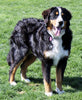 Bernese Mountain Dog For Sale Baltic, OH Male- Rufus