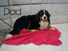 Standard Bernedoodle For Sale Baltic OH Female - Heidi