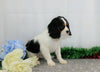 AKC Registered Cavalier King Charles Spaniel For Sale Wooster, OH Male- Freeman