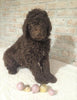AKC Registered Poodle (Standard) For Sale Homesville, OH Male - Frisky